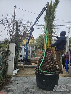 image_7