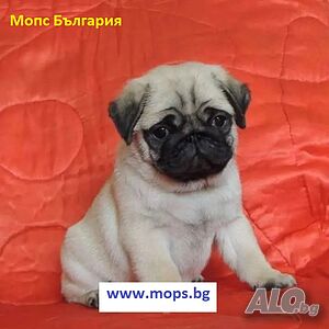 Единствено Мопс България ООД предлага на българския пазар чистокръвни бебета Мопс с родословие