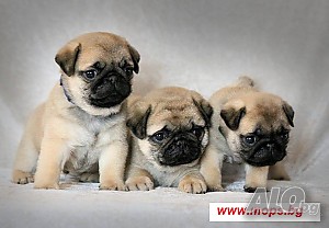 image_4