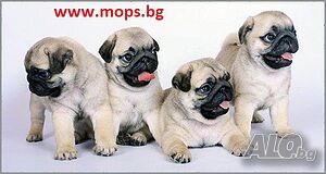 Елитни чистокръвни бебета Мопс с родословие www.mops.bg