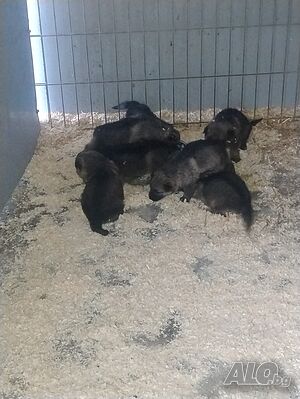 image_6