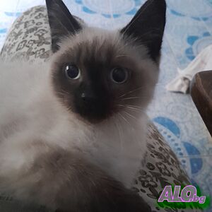 Котета Регдол
