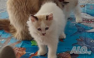Котета Регдол