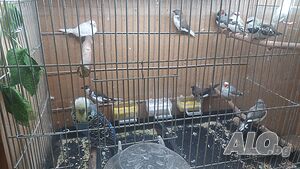 Диамантени, Зеброви и Японски амадини