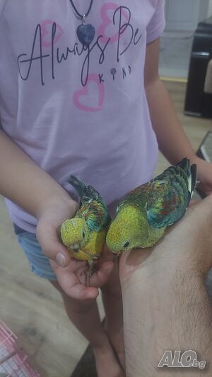 image_6