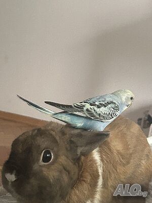 image_9