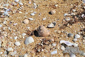 image_14