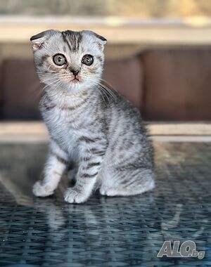 Мъжко шотландско клепоухо сребърно котенце