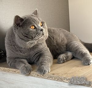 image_6