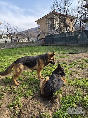 Млад мъжки за разплод