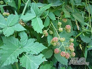 image_5