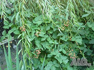 image_6