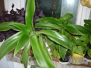 image_3