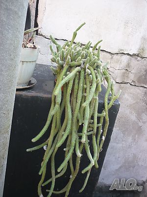 image_12