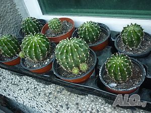 image_10