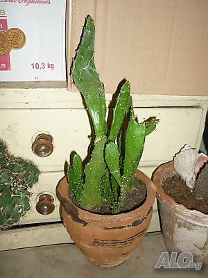 image_14