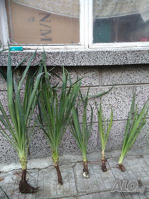 image_10