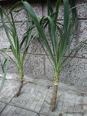 image_13