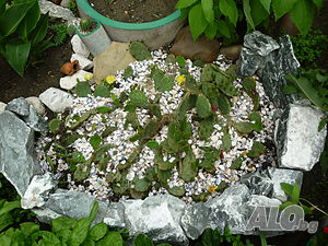 image_6