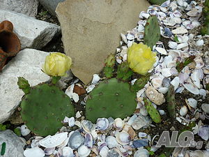 image_4
