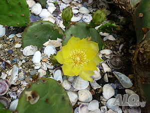 image_7