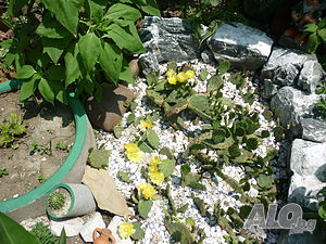 image_10