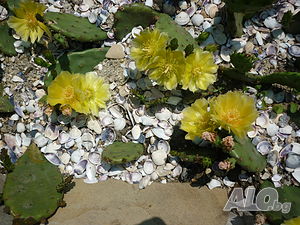 image_3