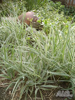 Декоративна пъстра трева Фаларис (Phalaris picta) за Вашата красива градина