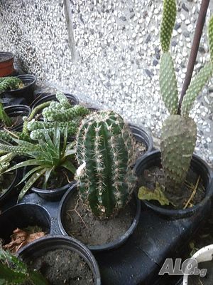 image_3