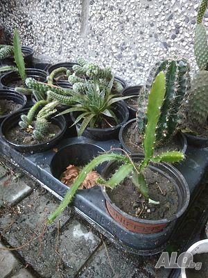 image_4