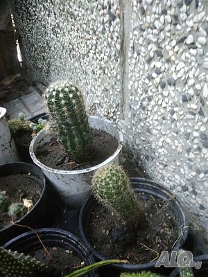 image_11