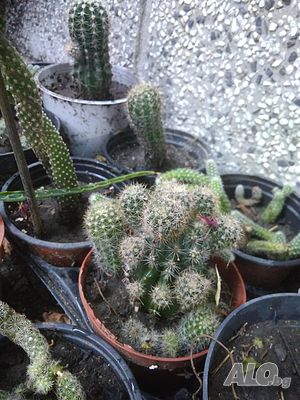 image_12