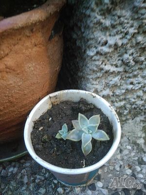 image_14
