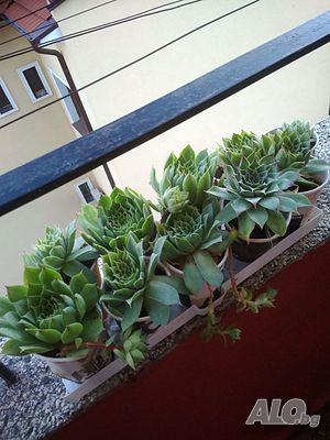 image_15