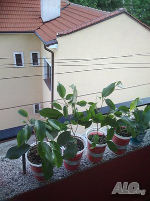 image_8