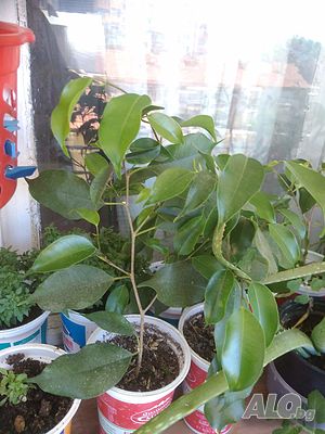 image_12