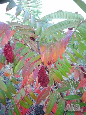 Фиданки Влакнест Шмак - Рустифина (Rhus typhina Dissecta)