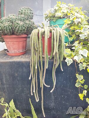 image_6