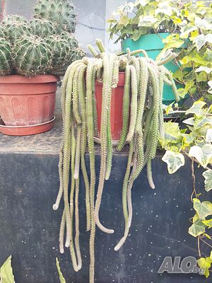 image_7
