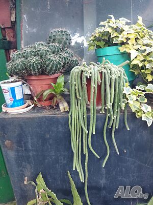 image_11