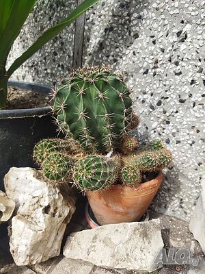 image_5