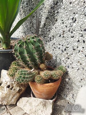 image_6