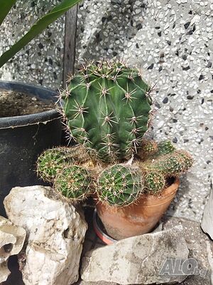 image_4