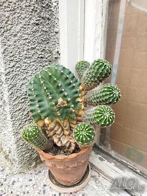 image_8