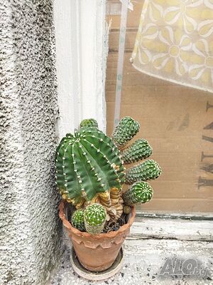 image_2