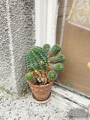 image_10