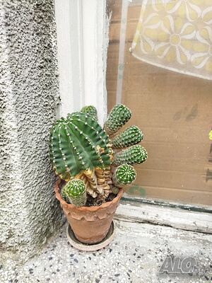 image_11