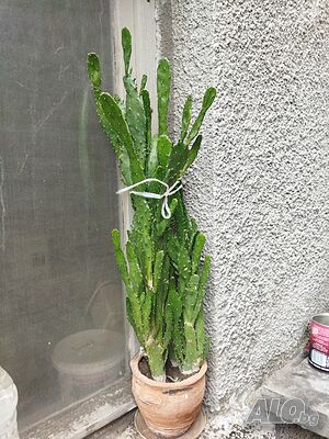 image_7