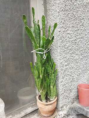 image_8