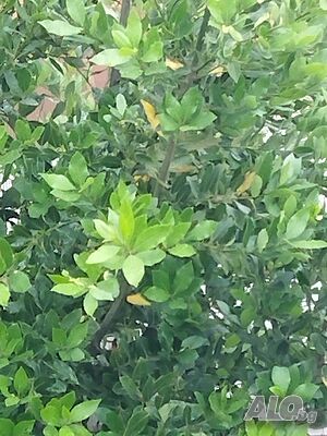 image_4